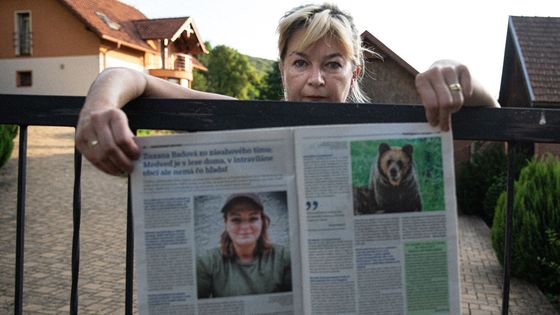 Útočí na zvířata a chodí k lidem. Slovenská obec Sučany si zvyká na medvědy