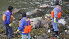 Mrtvá prasata v řece v Šanghaji