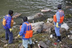 V řece bylo 2800 vepřů, panují obavy z kontaminace