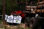Polští ekologové brojí proti kácení vzácného pralesa. Chceme přírodní les, ne dubovou farmu, volají