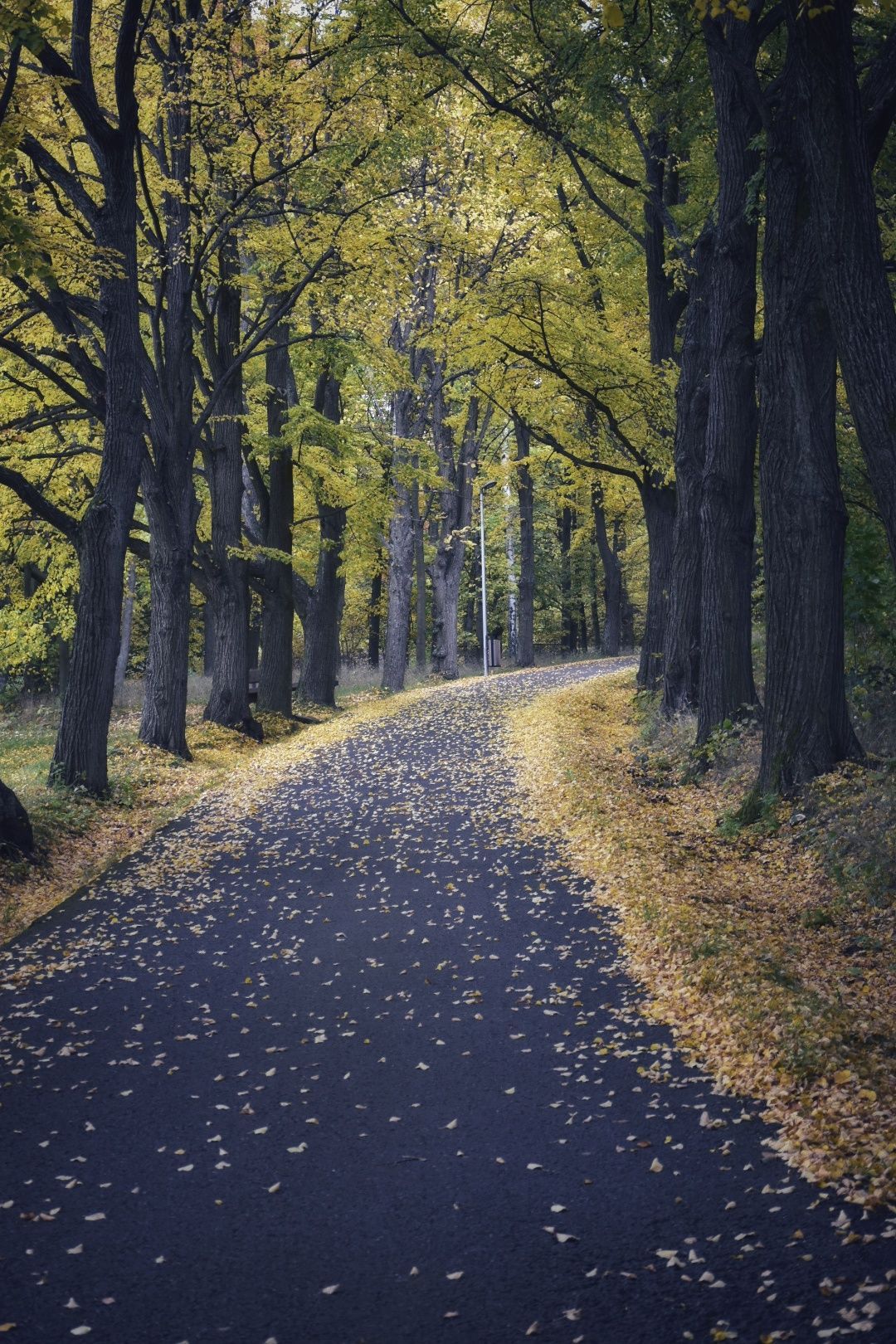 Soutěžní snímky Alej roku 2022