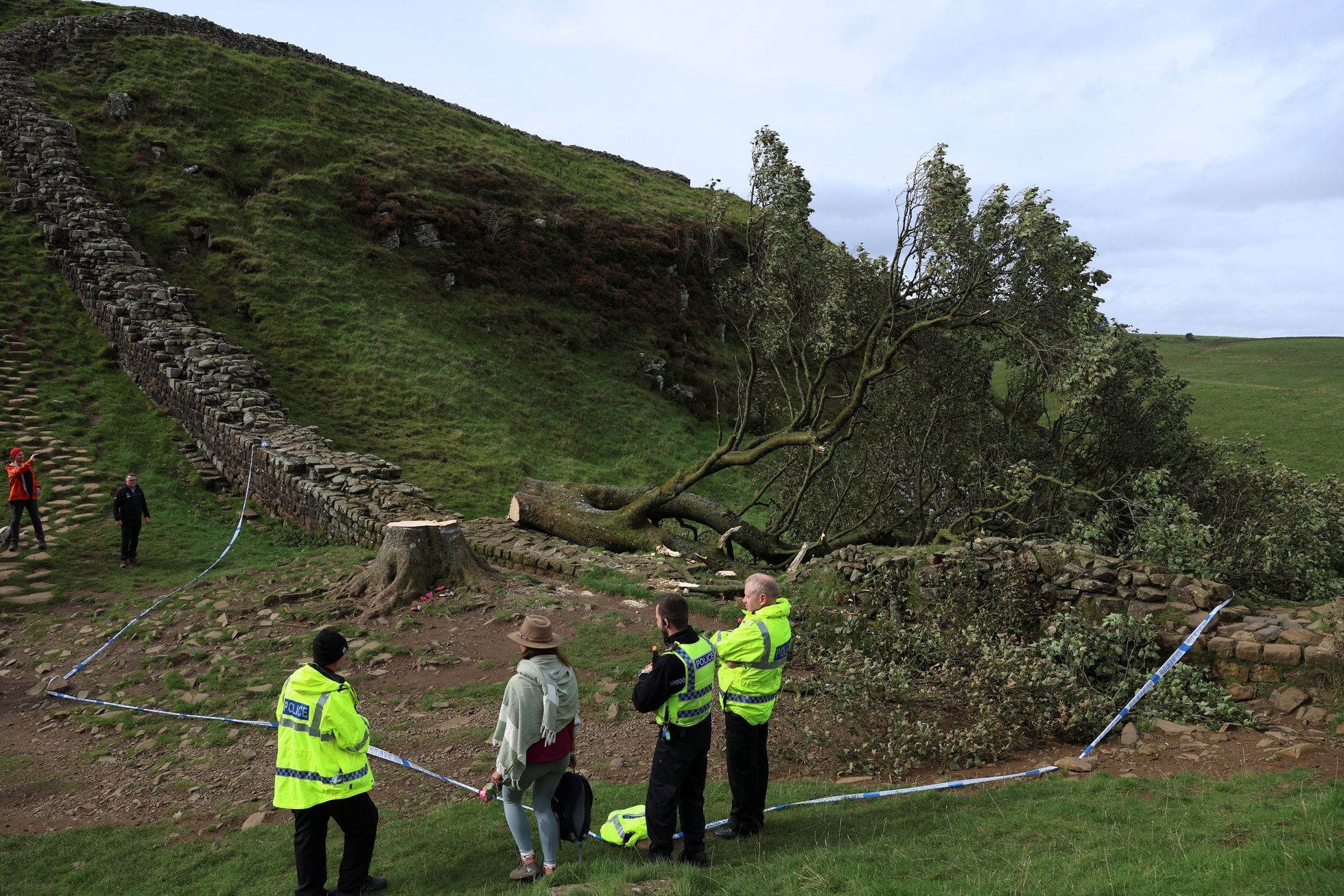 Sycamore gap, strom, Anglie