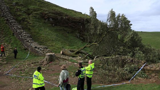 Hluboký šok, zármutek a zloba. Vandal v Británii pokácel strom Robina Hooda