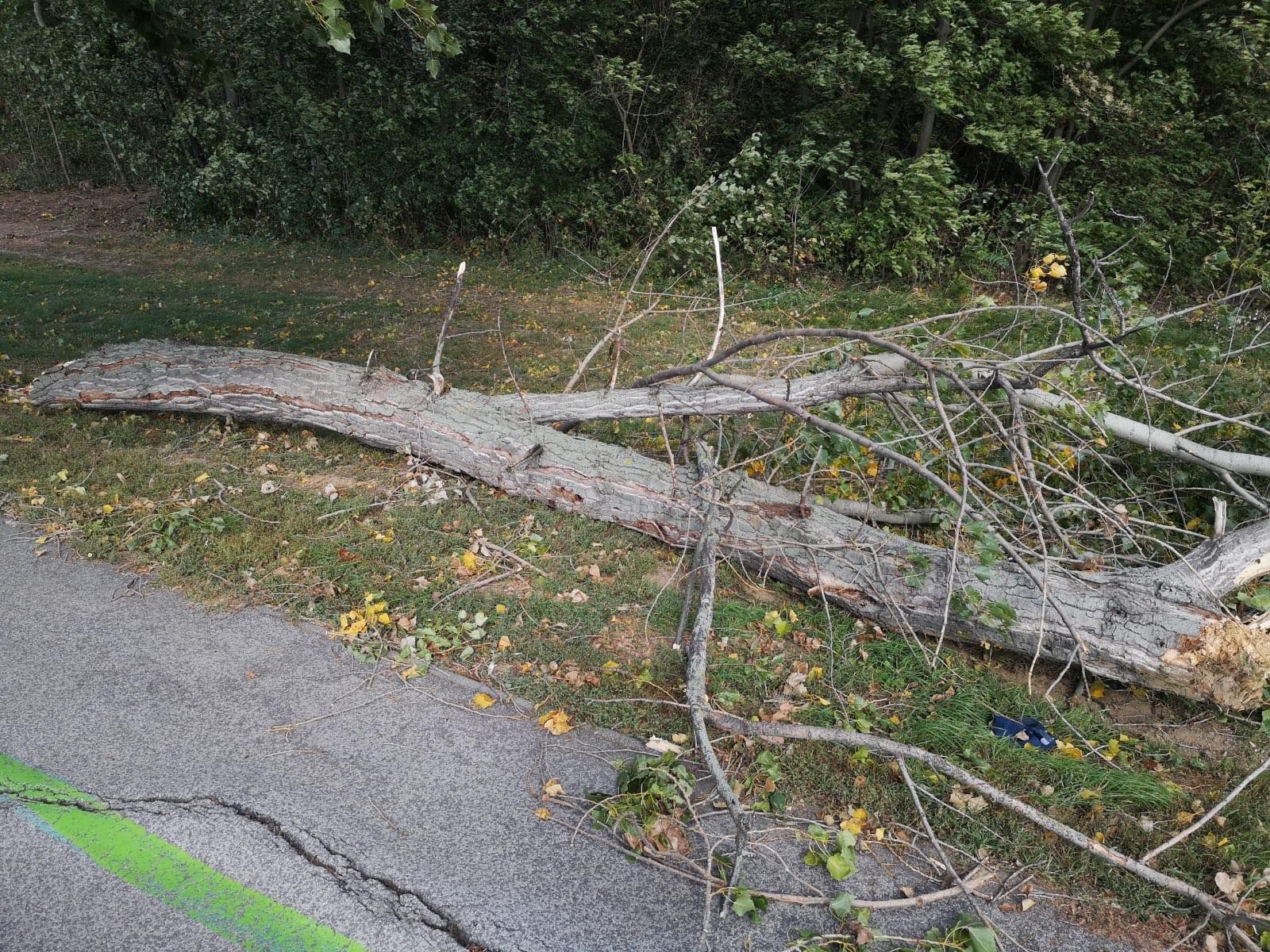 Strom spadlý na Slovensku kvůli větru.
