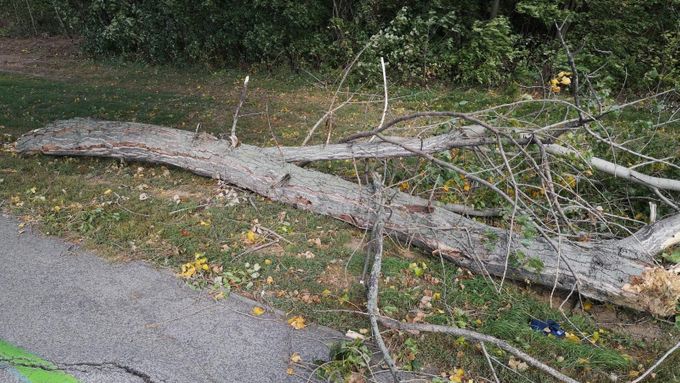 Strom spadlý na Slovensku kvůli větru.