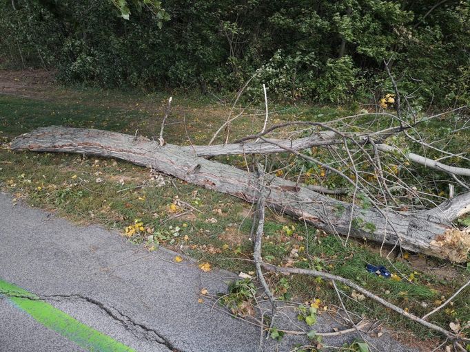 Strom spadlý na Slovensku kvůli větru.