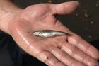 V rybníku Nesyt uhynulo možná až 100 tun ryb, škody půjdou do milionů