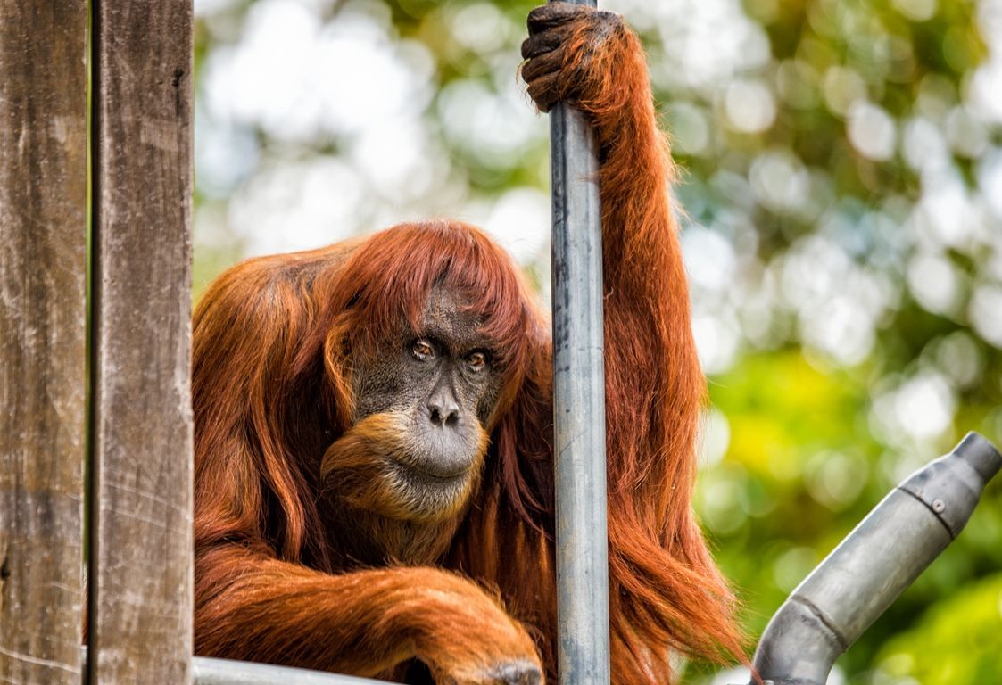 Puan, samice, nejstarší orangutan sumaterský na světě