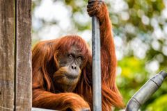 "Až do konce byla důstojnou dámou." Zemřel nejstarší orangutan sumaterský na světě