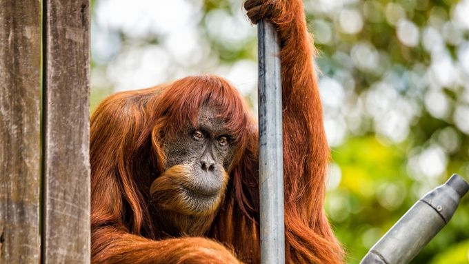 Nejstarší svého druhu, orangutanka Puan.