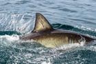 Při útoku žraloka v Egyptě zemřela druhá žena, část pobřeží u Hurgady je zavřená