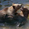 Slovensko a medvědi - zoo Bojnice a Mosty u Jablunkova