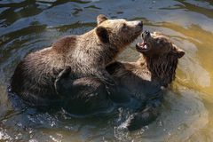Druhý útok medvěda za posledních 48 hodin. Slovenský pár utrpěl lehká zranění