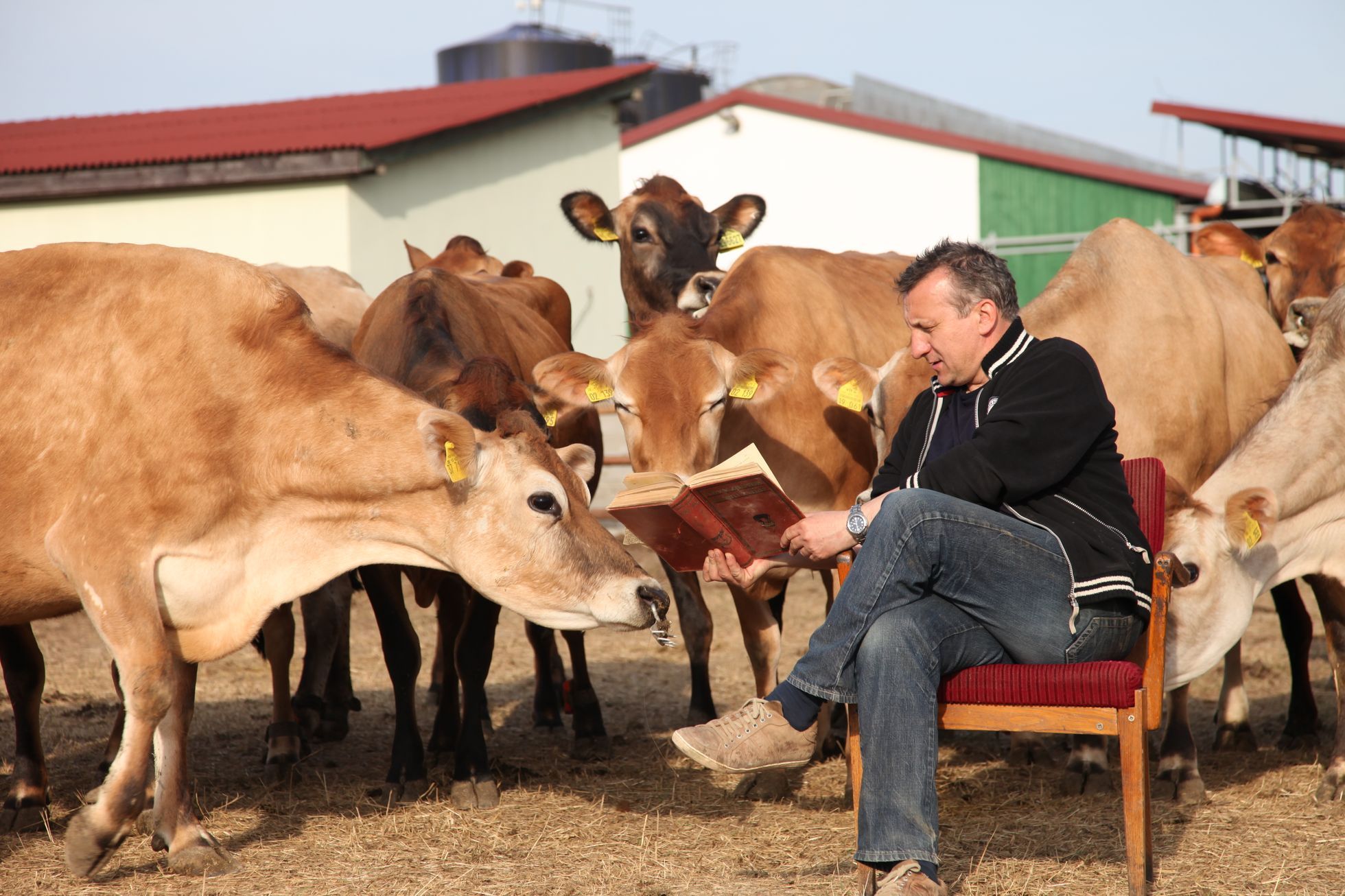 Jan Miller mezi svými krávami na farmě ve Svrkyni