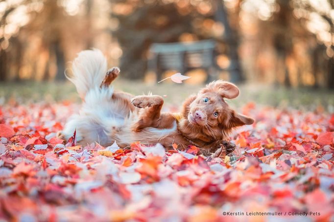 Comedy Pet Photography Awards 2023 - finalisté fotosoutěže