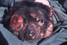 Na seznam ohrožených druhů přibyl tasmánský čert