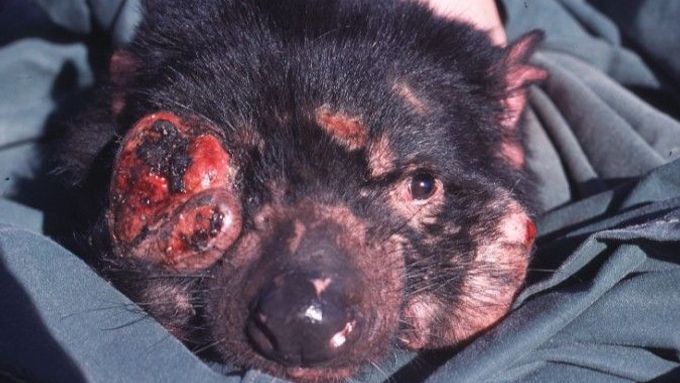 Tasmánské čerty napadá zhoubný druh rakoviny