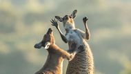 Lea Scaddanová (Austrálie): Poškrábej mě ještě trochu vpravo. To je ono, hned je to lepší! (Ukázka ze snímků doposud zaslaných do soutěže Comedy Wildlife Photography Awards 2022).