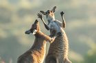 Lea Scaddanová (Austrálie): Poškrábej mě ještě trochu vpravo. To je ono, hned je to lepší! (Ukázka ze snímků doposud zaslaných do soutěže Comedy Wildlife Photography Awards 2022).
