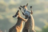 Lea Scaddanová (Austrálie): Poškrábej mě ještě trochu vpravo. To je ono, hned je to lepší! (Ukázka ze snímků doposud zaslaných do soutěže Comedy Wildlife Photography Awards 2022).