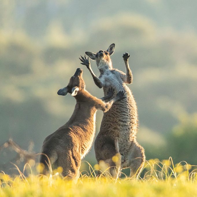 Comedy Wildlife Photography Awards - ukázky snímků z ročníku 2022