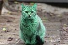 Záhada zelené kočky vyřešena. Zvíře nenatřel vandal
