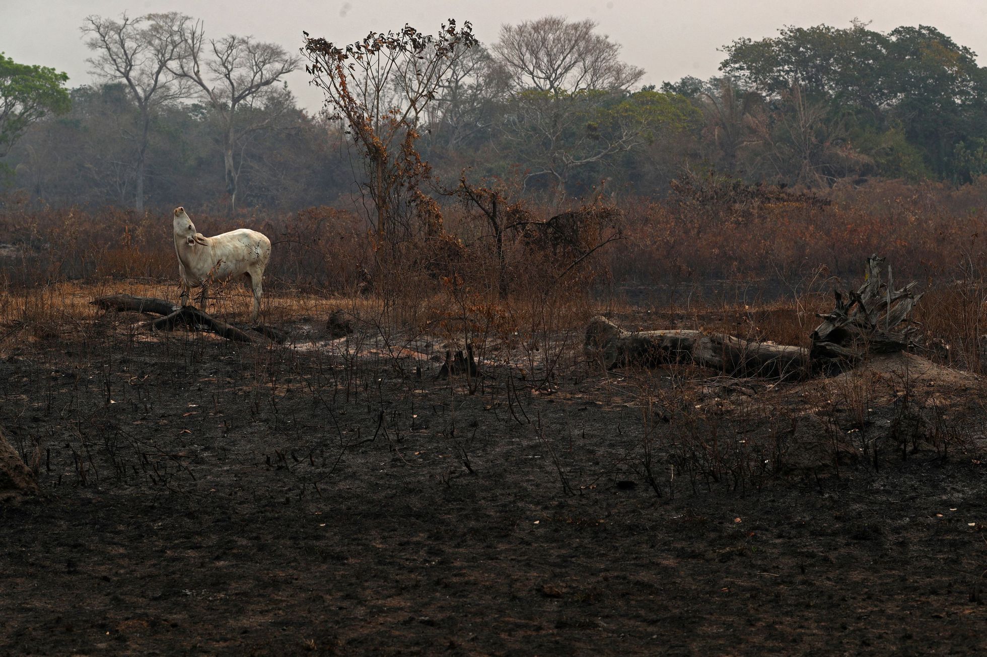 V Brazílii hoří největší mokřad světa Pantanal