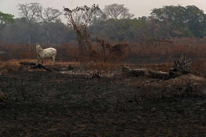 V Brazílii hoří největší mokřad světa Pantanal.