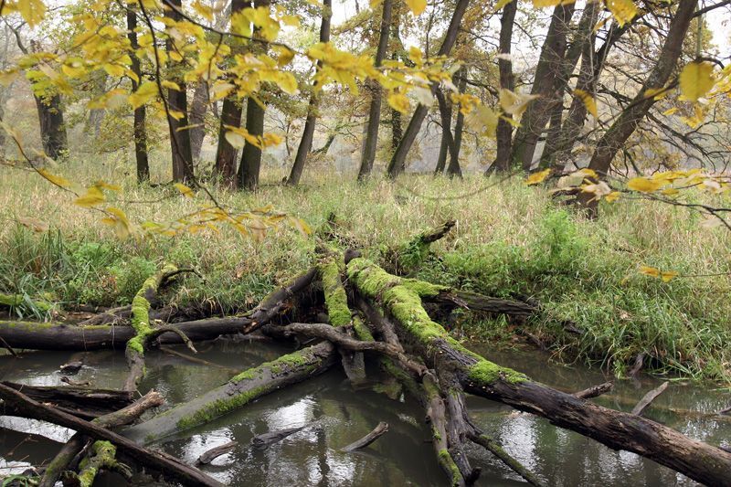Lužní lesy na soutoku Moravy a Dyje