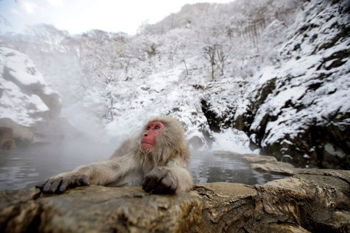 Japonský makak hledá úlevu před chladem v horkém termálním prameni u města Jamanoči.