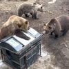 Medvědi v ZOO Bojnice testují kontejnery