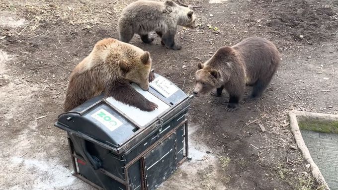 Medvědi v zoologické zahradě v Bojnicích testují odolnost kontejnerů.