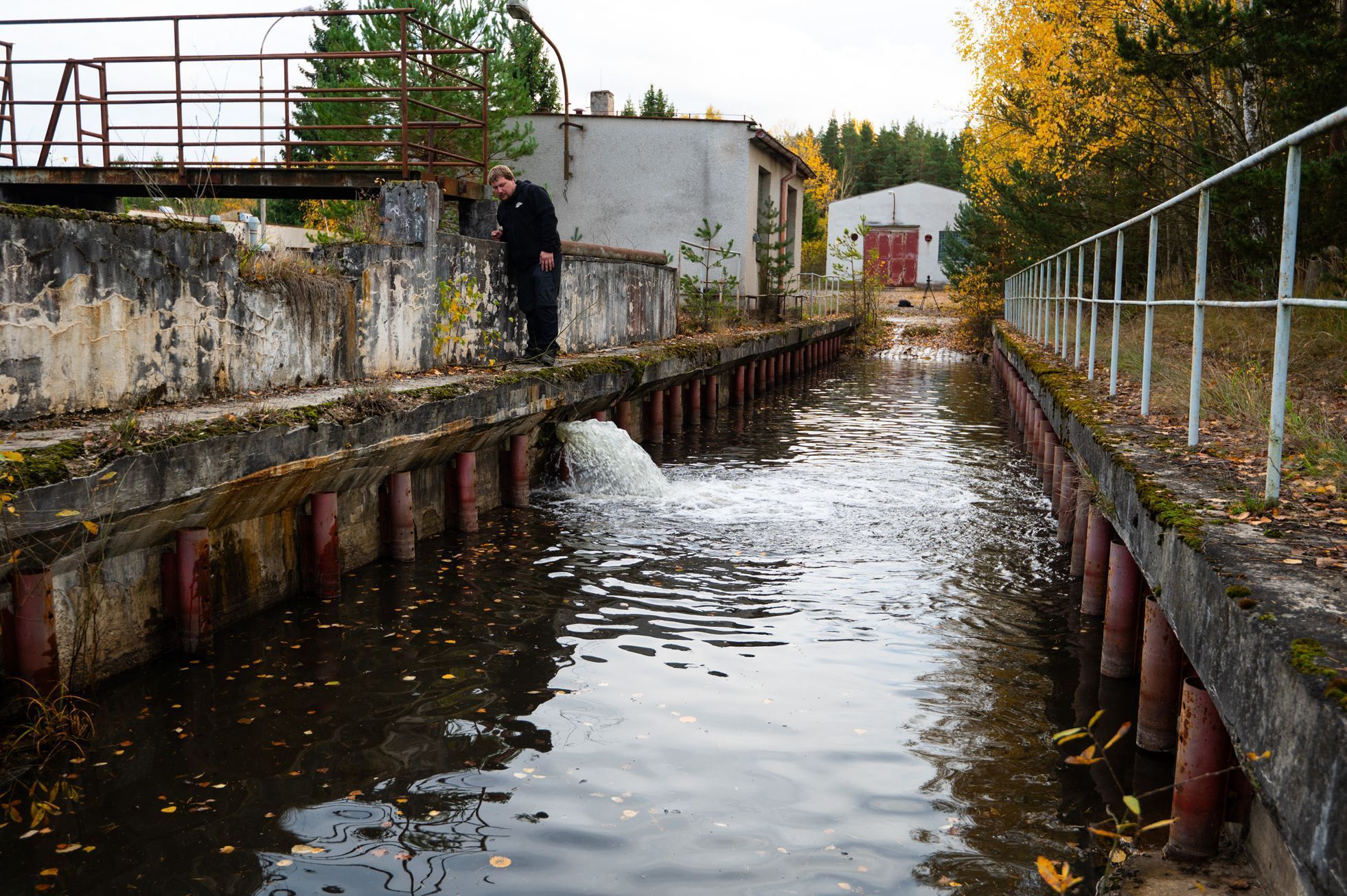 Přibáň, žlutá žábe plave