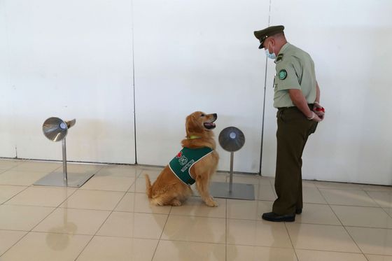 Učit rozpoznávat koronavirus učí psi po celém světě, například i na letišti v Chile.