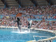 Zábavní mořský park Marineland ve francouzském Antibes byl uzavřen v lednu 2025. V jeho prostorách však nadále zůstávají dvě kosatky a dvanáct delfínů.