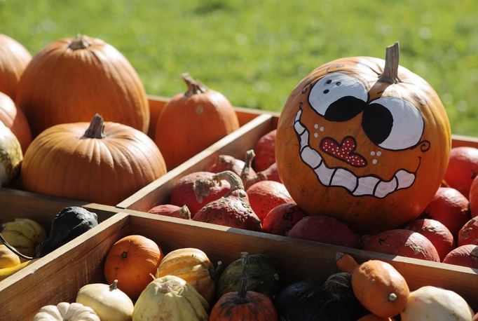 REFILE - ADDING COUNTRY IDENTIFIER Pumpkins for sale are displayed on a stand at a farm near Loosdorf, some 80 km (50 miles) west of Vienna October 3, 2012. REUTERS/Heinz-Peter Bader (AUSTRIA - Tags: FOOD ENVIRONMENT) Published: Říj. 3, 2012, 8:47 odp.