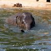 Sloni v pražské ZOO