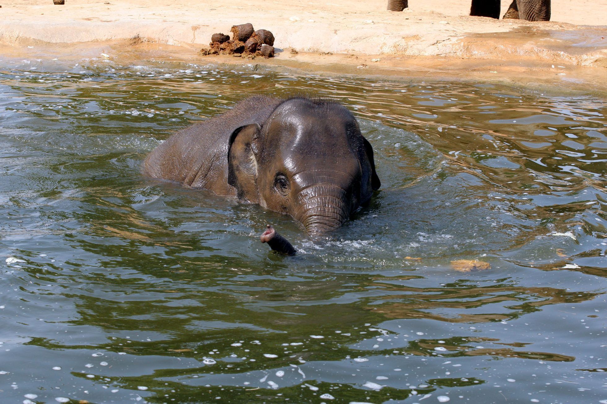 Sloni v pražské ZOO