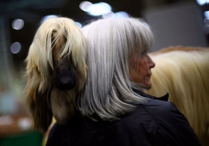 Crufts Dog Show (Birmingham)