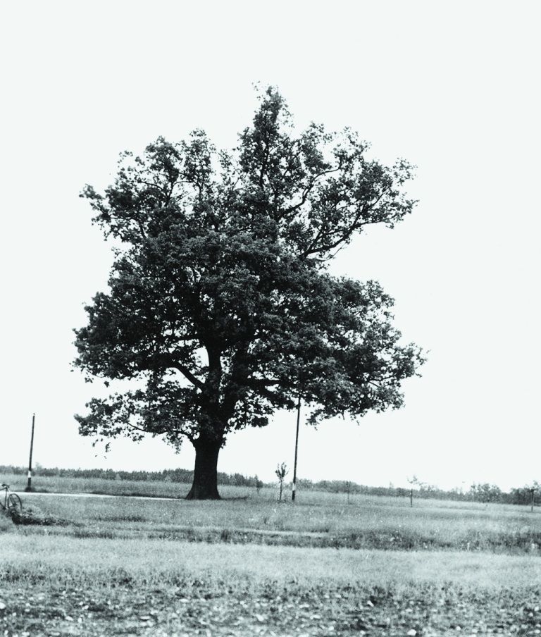 Strom roku 2011
