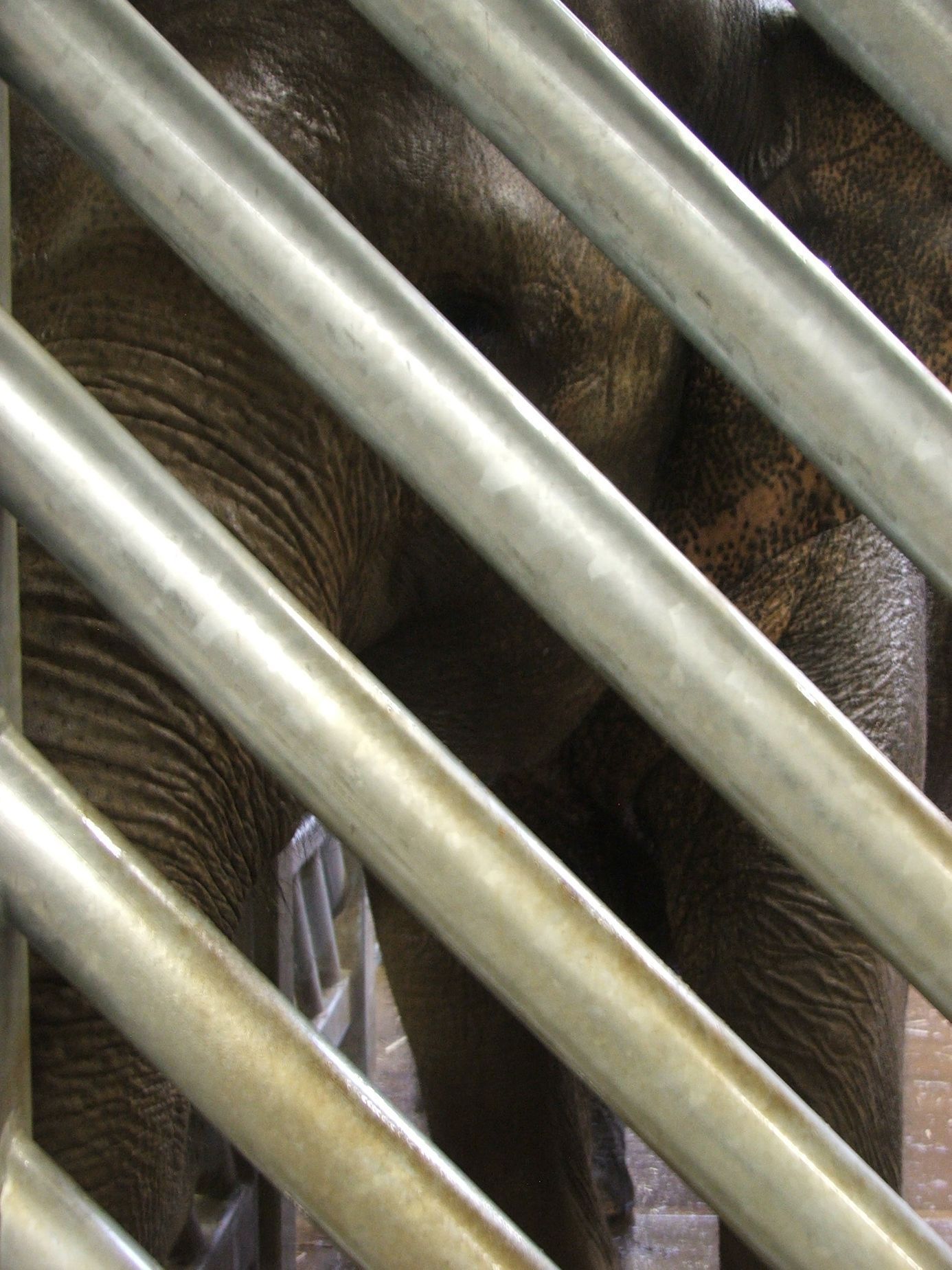 Údolí slonů - ZOO Praha