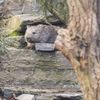 Vombat Cooper v Zoo Praha