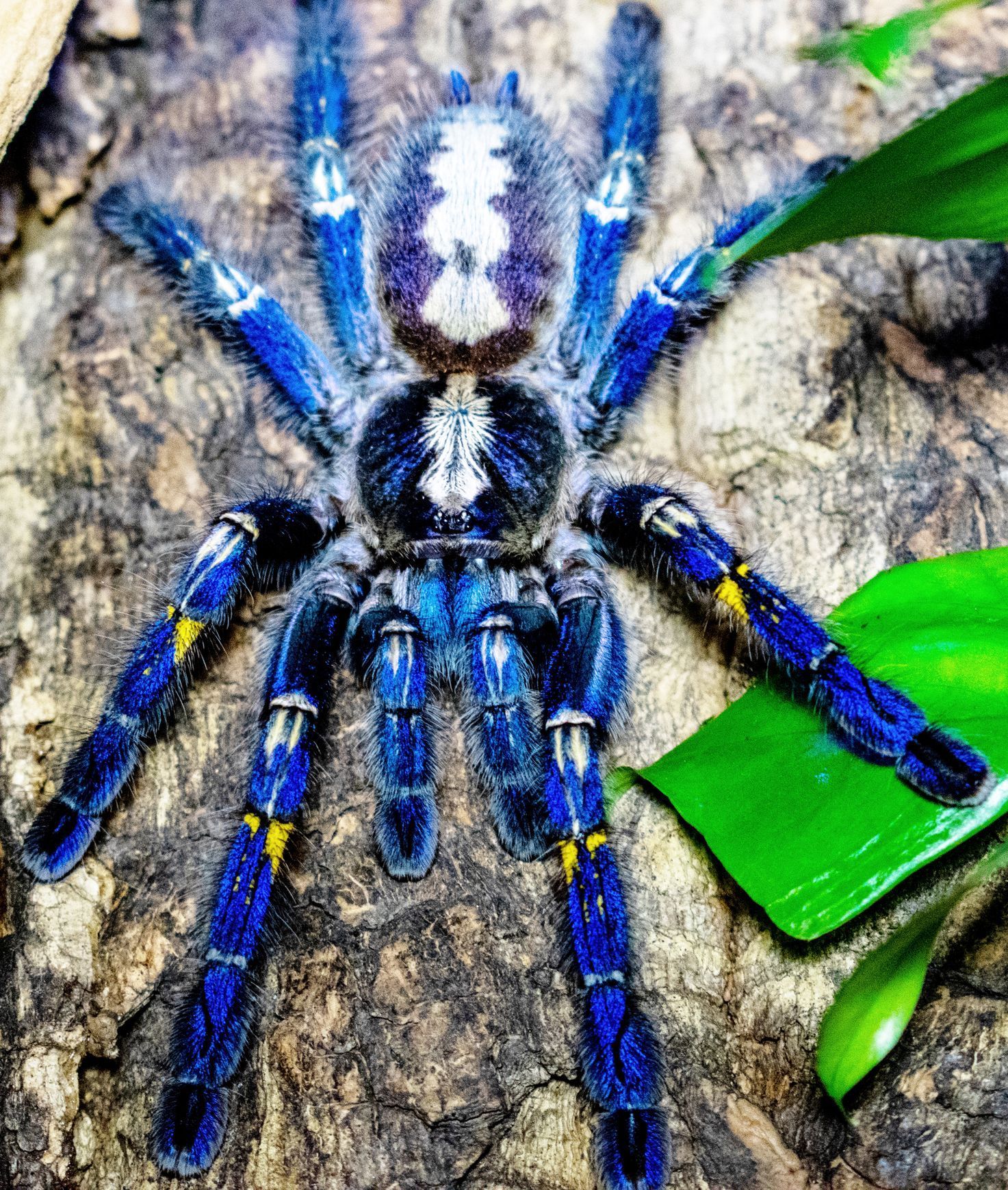 Jednorázové užití / Fotogalerie / Neuvěřitelná podívaná. Toto jsou fascinující hmyzáci jako z jiného vesmíru