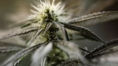 Legální pěstování marihuany v Kanadě
