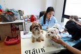 Devětadvacetiletá Thimpaporn Phopipatová ale není jediná, komu v práci dělá společnost pes.