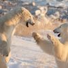 Finalisté soutěže Nikon Comedy Wildlife Awards 2024