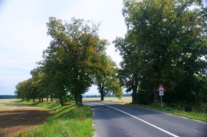 Lipová alej u Uherského Ostrohu (Moravský Písek, Zlínský kraj). Jedná se o jednu z nejstarších alejí okolo silnic, které ve Zlínském kraji jsou. Podle některých zdrojů dokonce jedna z nejstarších zachovaných v ČR, ikdyž ne zrovna zachovalých. Alej zde stojí téměř 170 let, takže "pamatuje" i národní obrození. Lidé zde bohužel jezdí velmi vysokou rychlostí a čas od času se stane i tragická nehoda. Přitom by stačilo snížit povolenou rychlost nebo v kritických místech postavit svodidla.