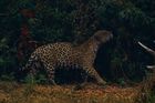 Žije tu jedna z nejpočetnějších populací jaguárů amerických. Zvířata ale kvůli požárům trpí dýchacími problémy, hladem a vysokými teplotami.