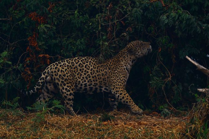 V Brazílii hoří největší mokřad světa Pantanal.