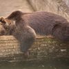 Slovensko a medvědi - zoo Bojnice a Mosty u Jablunkova